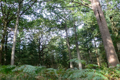 Agrandir l'image 3 sur 9, fenêtre modale