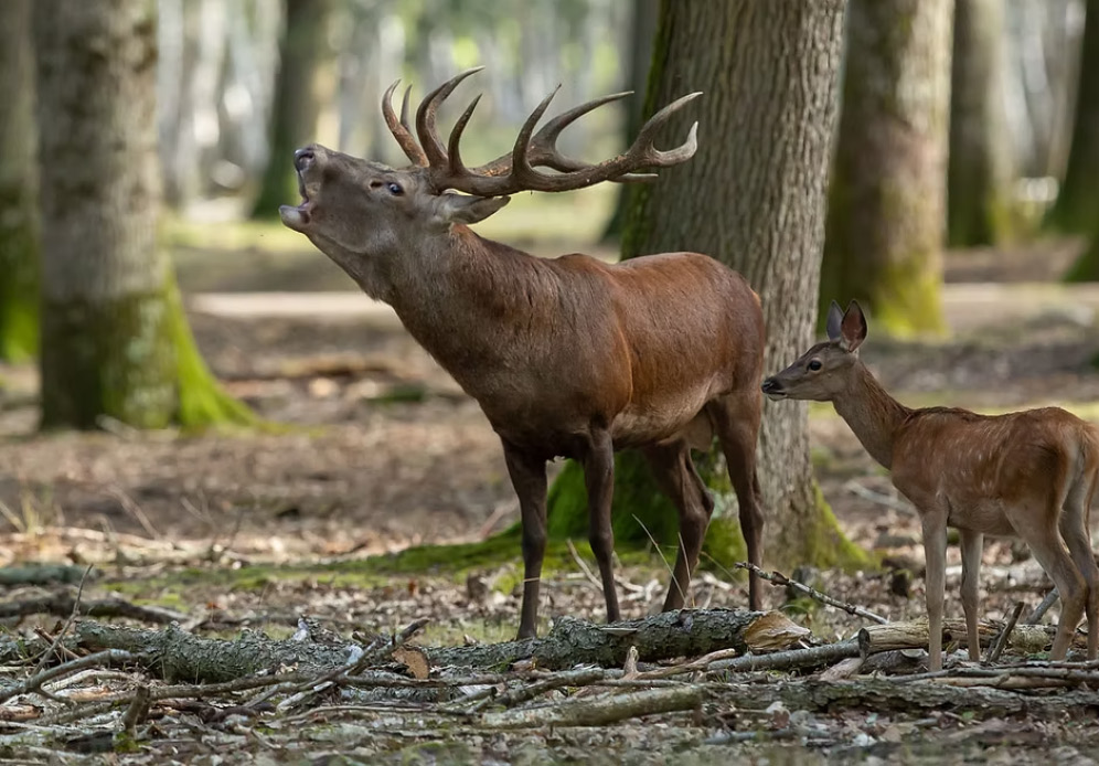 Agrandir l'image, fenêtre modale