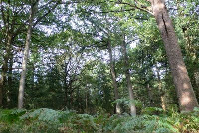 Agrandir l'image 3 sur 9, fenêtre modale