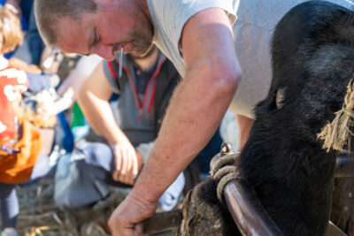 Agrandir l'image 41 sur 43, fenêtre modale